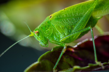Grashüpfer, Heupferd, Grashopper