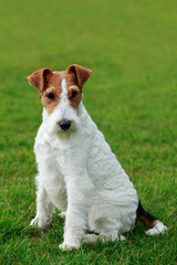 Dog breed Fox terrier