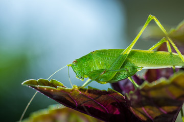 Grashüpfer, Heupferd, Grashopper