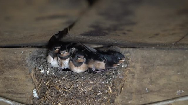 Junge Schwalben im Schwalbennest, Nesthygiene