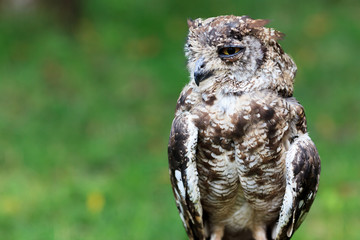 Spotted Eagle-Owl