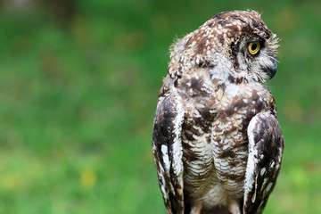 Spotted Eagle-Owl