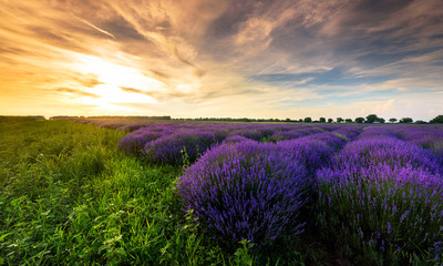 Fototapeta na wymiar Beautiful sunset on lavender fields.