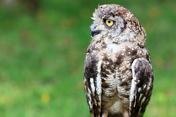 Spotted Eagle-Owl