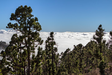 Fototapeta na wymiar Canarian pines in the clouds