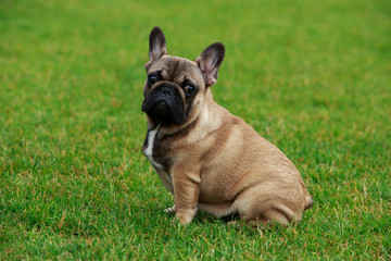 Fototapeta premium Dog breed French Bulldog