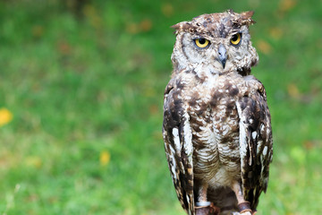 Fototapeta premium Spotted Eagle-Owl