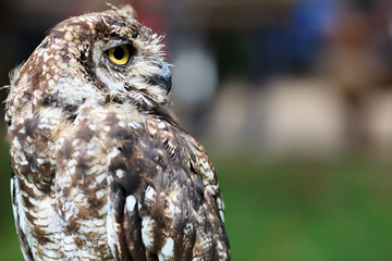 Spotted Eagle-Owl