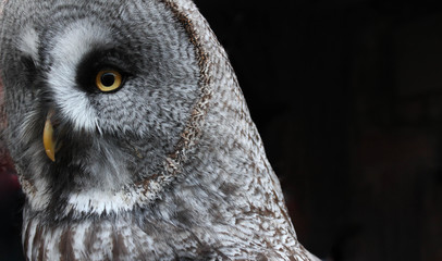 Close-up of an isolated large owl with brilliant marigold eyes and beak