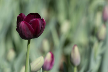 Isolated deep wine colored tulip in a light green field or garden on a spring or summer's day