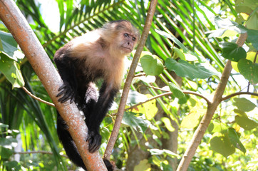 Capuchin monkey in Costa Rica