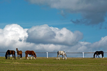 Horses