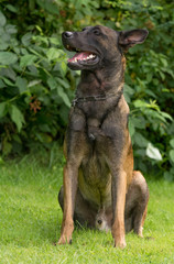 Holländischer Schäferhund