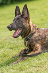 Holländischer Schäferhund