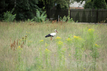 Obraz na płótnie Canvas stork walks on a beautiful meadow