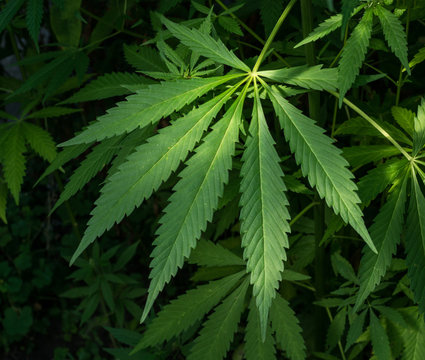 Leaves of the wild marijuana
