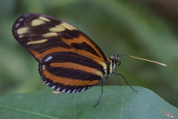 Butterfly on a leaf