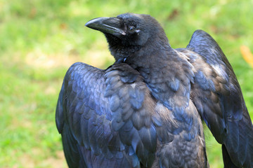 Common Raven