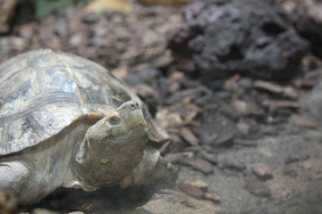 Schildkröte