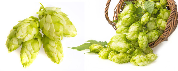 green hop cones in a basket