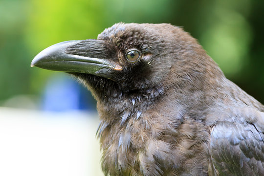 Common Raven