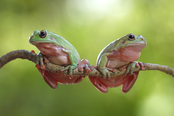 Naklejka premium Dumpy frog on branch