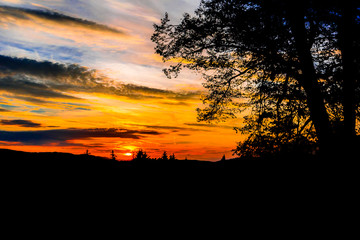 Color sunset on horizon framed by black silhouette of tree