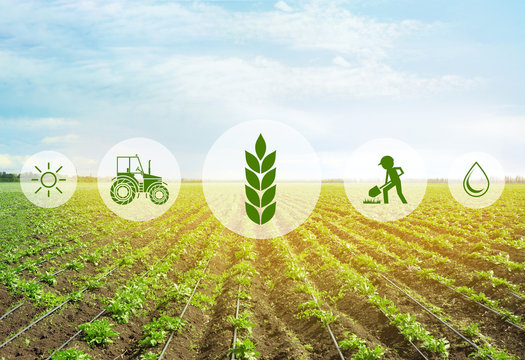 Icons And Field On Background. Concept Of Smart Agriculture And Modern Technology