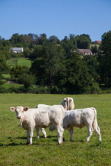 Fototapeta premium Herd of dairy cows in the Berry region, France