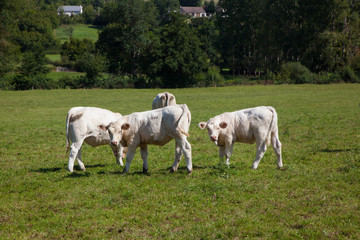 Fototapeta na wymiar Herd of dairy cows in the Berry region, France