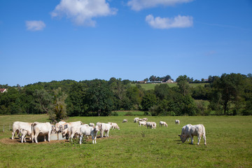 Fototapeta premium Herd of dairy cows in the Berry region, France