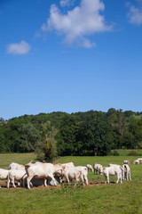 Fototapeta na wymiar Herd of dairy cows in the Berry region, France
