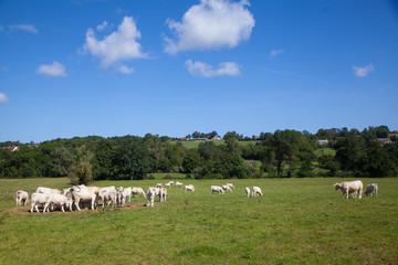 Fototapeta premium Herd of dairy cows in the Berry region, France