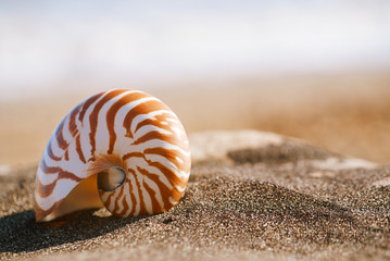 nautilus pompilius sea shell seashell on black sand beach, Isle of Wight