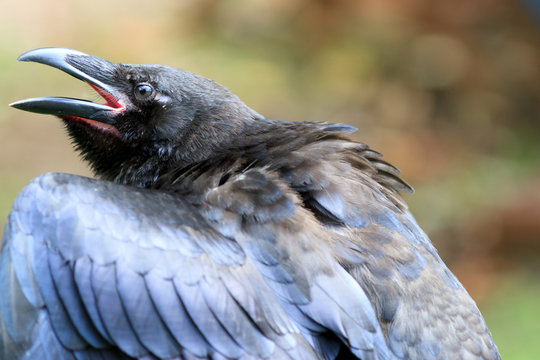 Common Raven
