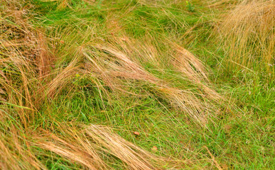 Dry grass and fresh grass background.