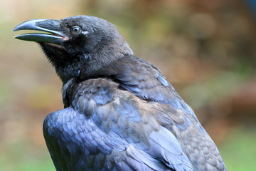 Common Raven