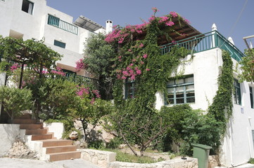 белый дом с цветущими деревьями в Греции