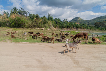 Fototapeta na wymiar Herd of goats in El Cobre village, Cuba