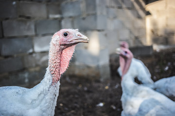 White turkeys on the farm