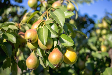 Beautiful ripe pears on a tree