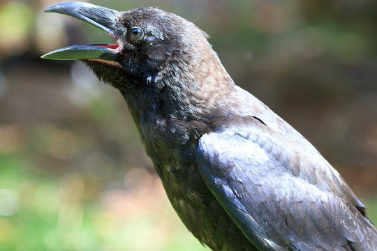 Common Raven