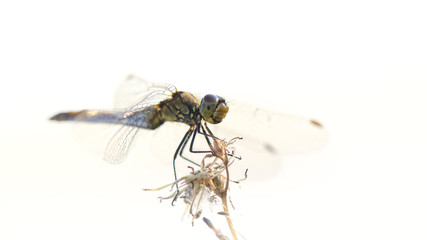 Dragonfly on dry grass on a hot summer day, colorful natural background in a white key
