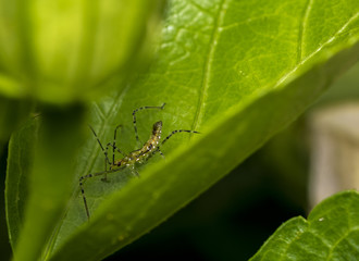 Leafhopper assassin bug (Zelus renardii) on a leaf