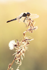Dragonfly on dry grass on a hot summer day, colorful natural background