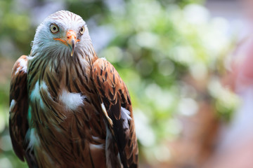 Red Kite