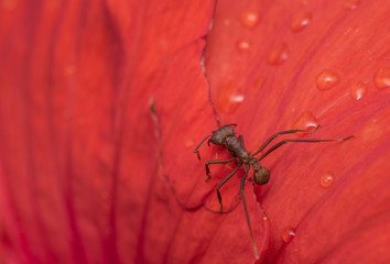 Big red ant on a wet red flower petal