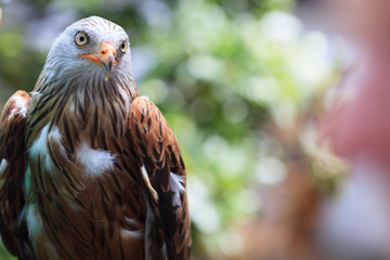 Red Kite