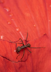 Big red ant on a wet red flower petal