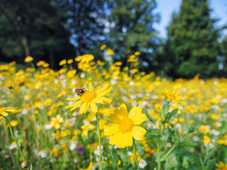 Obraz premium bee on Summer flower